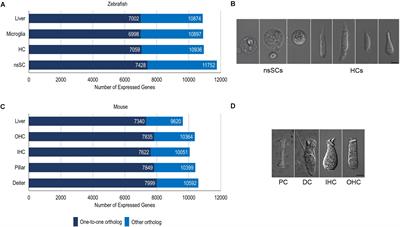 Expression of Protein-Coding Gene Orthologs in Zebrafish and Mouse Inner Ear Non-sensory Supporting Cells